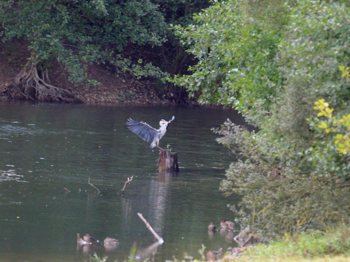 La Ravine Au Bord Du Loing Villa Montigny-sur-Loing Eksteriør billede