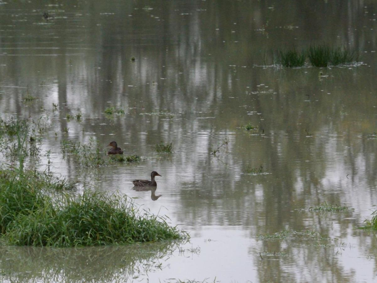 La Ravine Au Bord Du Loing Villa Montigny-sur-Loing Eksteriør billede